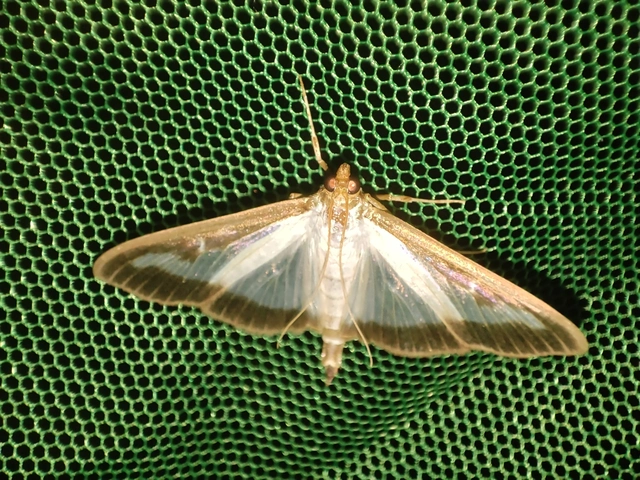 Cydalima perspectalis - puszpáng-tűzmoly