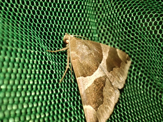 Dysgonia algira - déli porcelánbagoly
