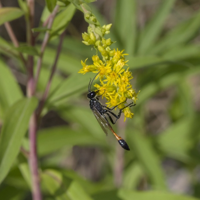 Ammophila sabulosa - homoki hernyóölődarázs