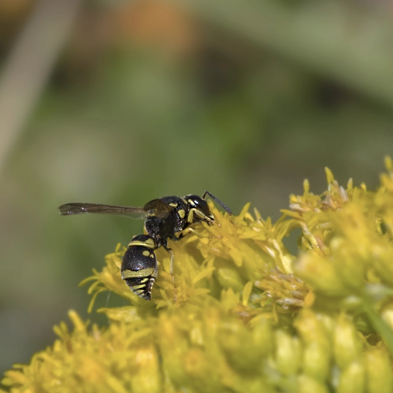 Antepipona deflenda
