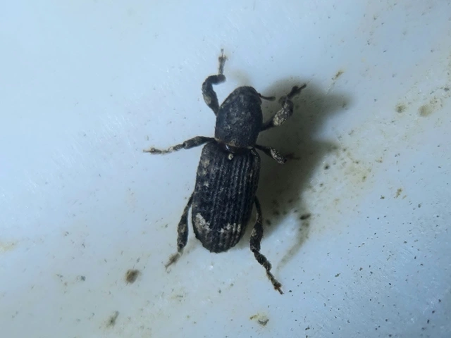 Camptorhinus simplex - sima holttettetős-ormányos