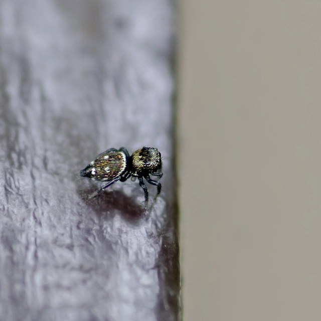 Heliophanus