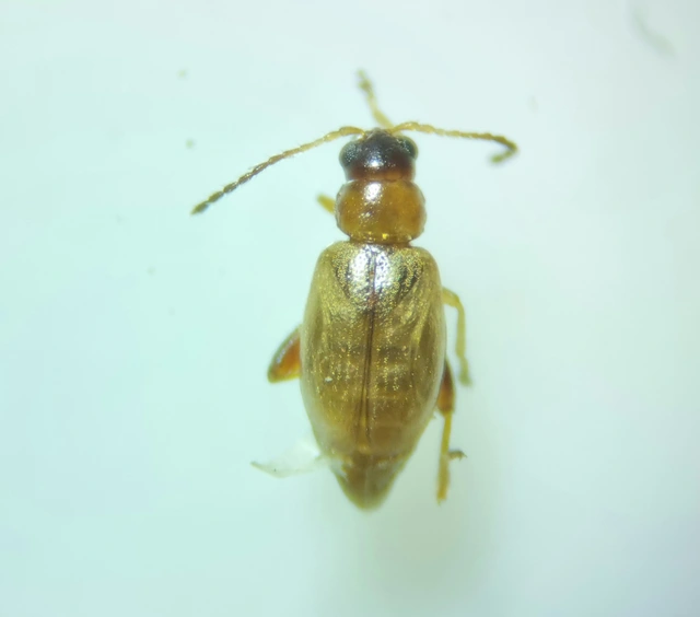 Longitarsus