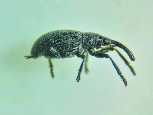 Catapion pubescens - széles cickányormányos Catapion pubescens - széles cickányormányos