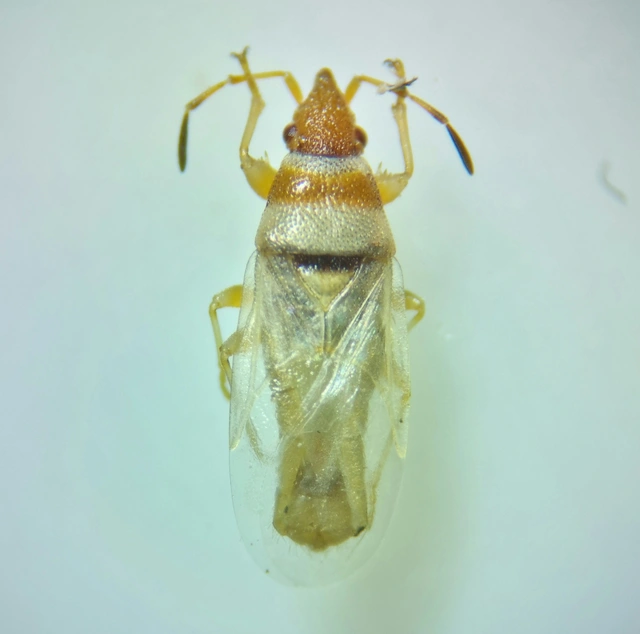 Oxycarenus pallens - fakó bodobács