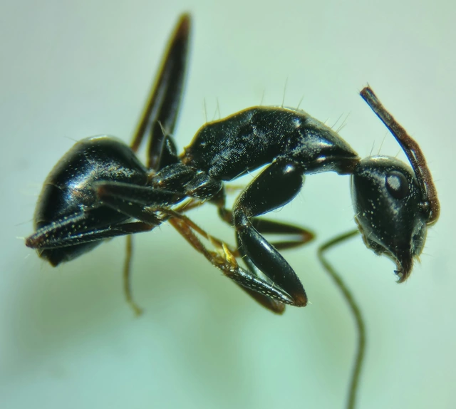 Camponotus aethiops - szőrös lóhangya