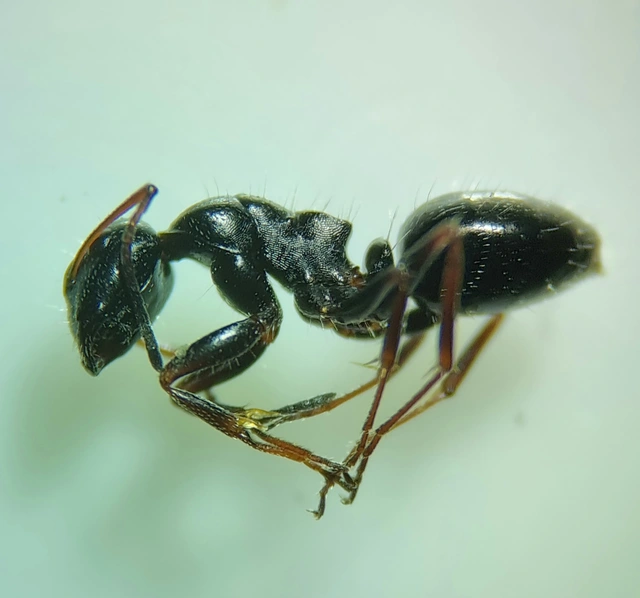 Camponotus piceus - szurkos lóhangya