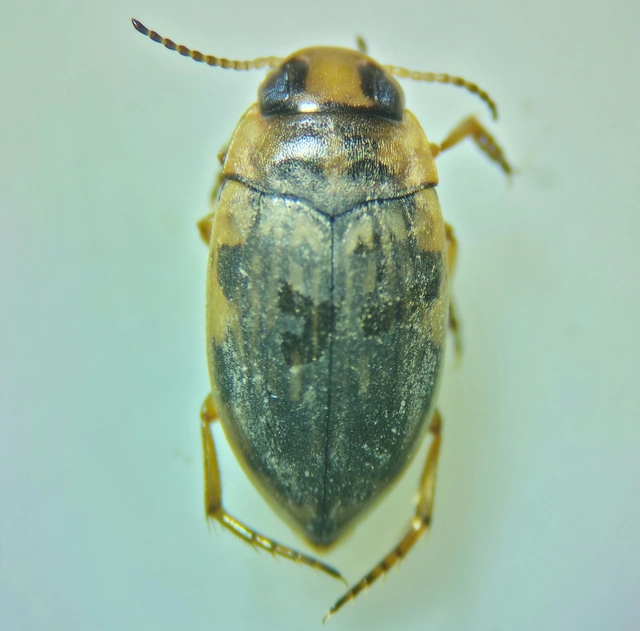 Scarodytes halensis - zebracsíkbogár