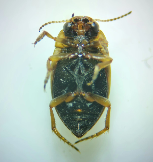 Scarodytes halensis - zebracsíkbogár