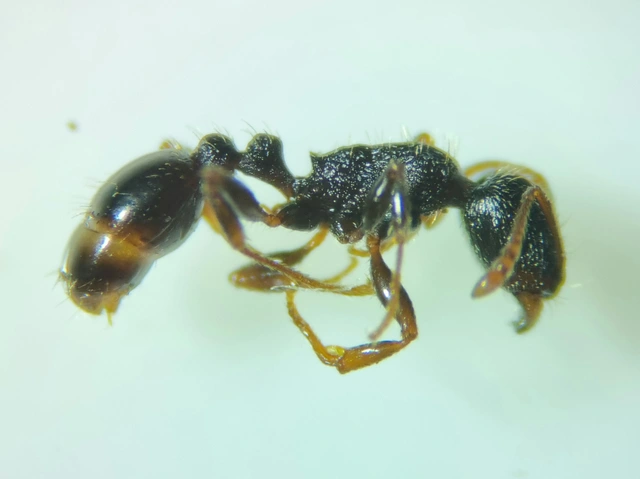 Tetramorium moravicum - morva gyepihangya