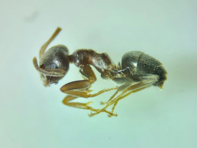 Lasius alienus - kövi feketehangya