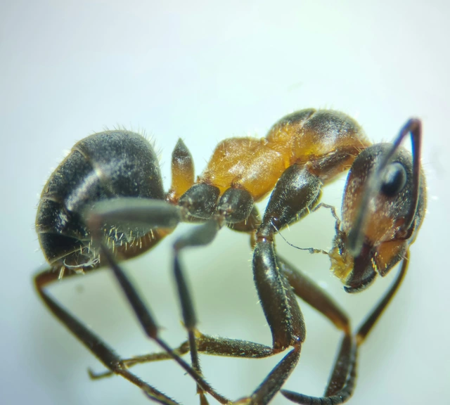 Formica pratensis - réti vöröshangya