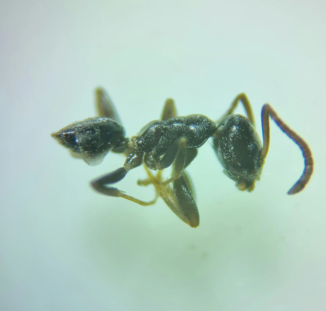 Tapinoma erraticum - kóborhangya