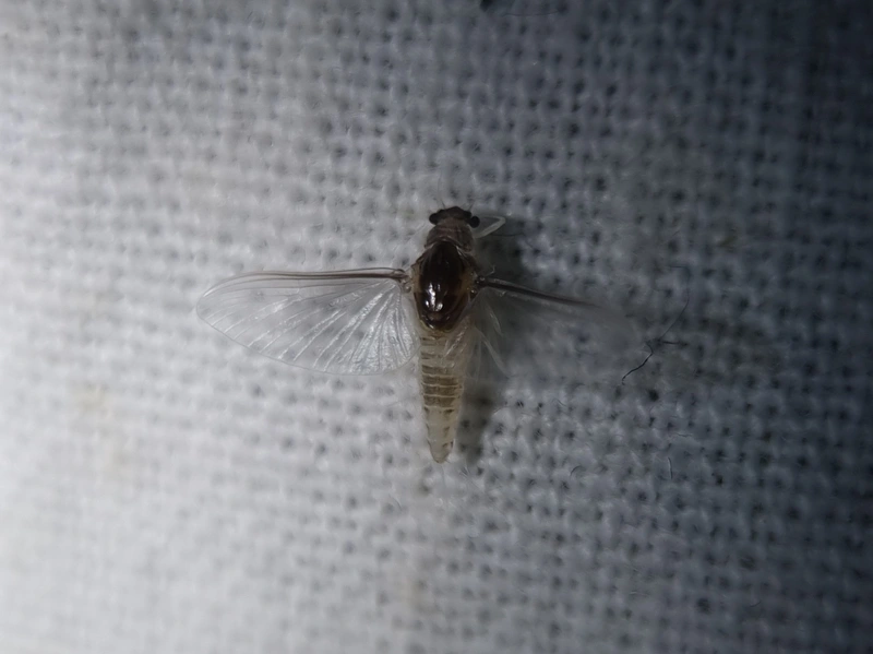 Caenidae
