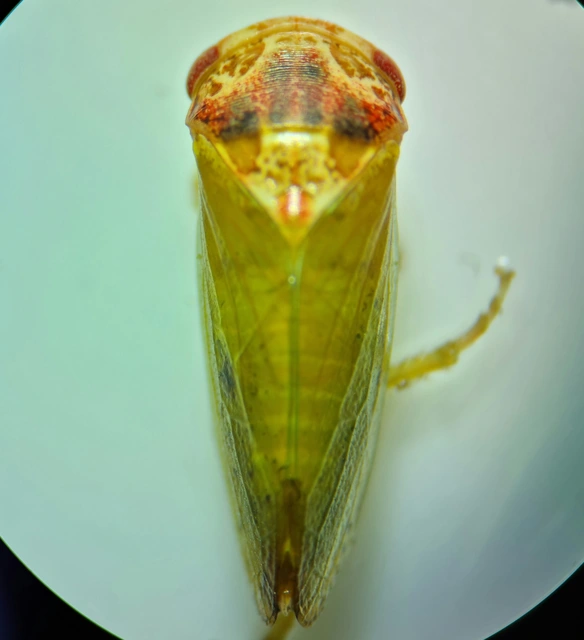Iassus