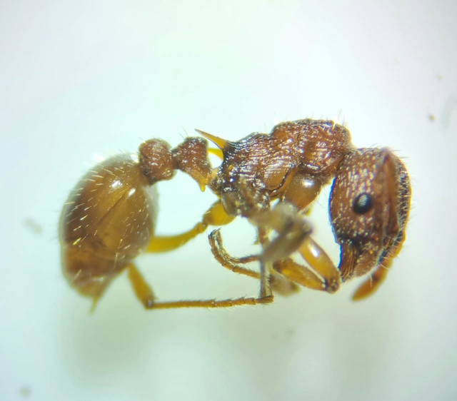 Myrmica sabuleti - gyakori bütyköshangya