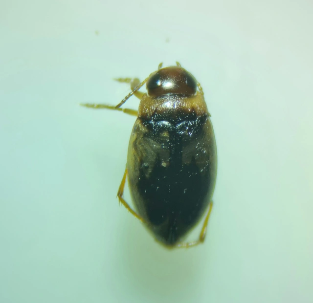 Hydroglyphus geminus - gyakori paránycsíkbogár