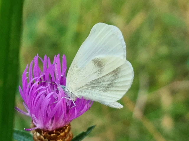 Leptidea sinapis - mustárlepke