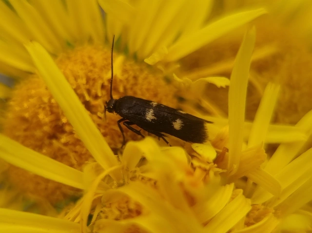 Parascythris muelleri - kétpettyes zöldmoly