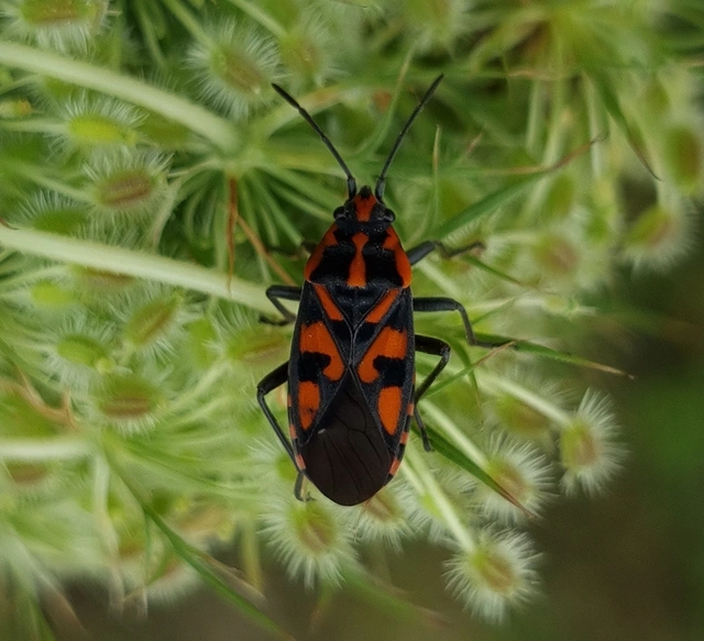 Spilostethus saxatilis - virágbodobács