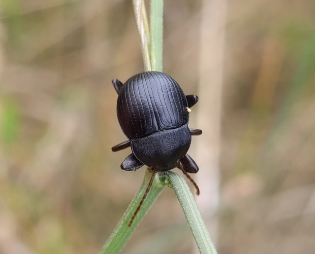 Accanthopus velikensis