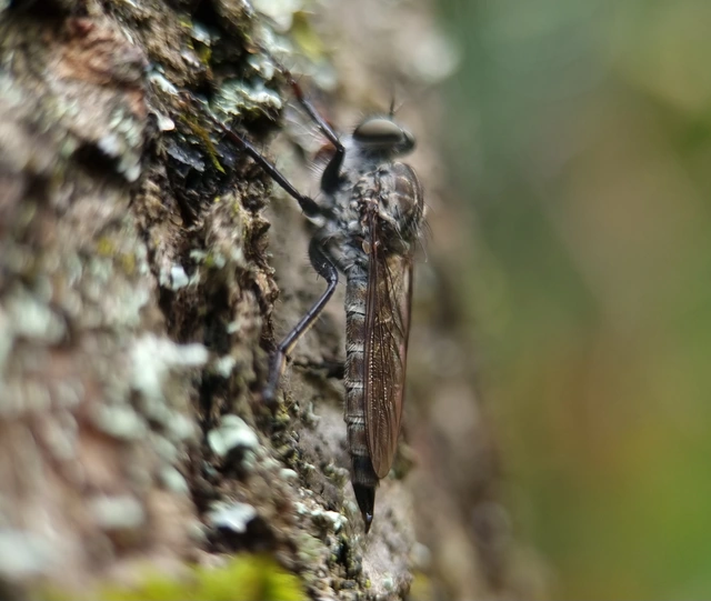 Tolmerus atripes
