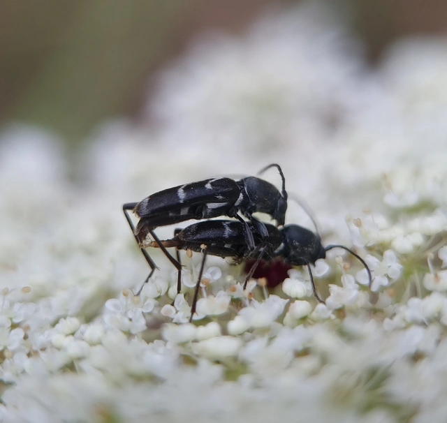 Chlorophorus sartor - feketevállú darázscincér