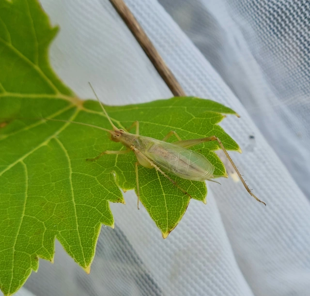 Oecanthus pellucens - pirregőtücsök