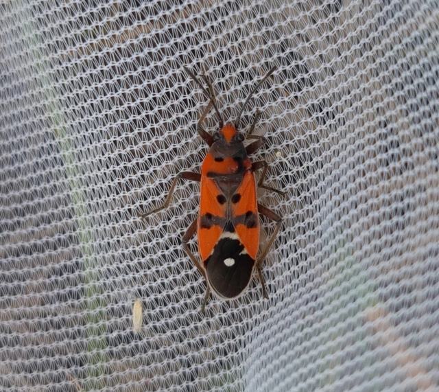 Lygaeus equestris/simulans