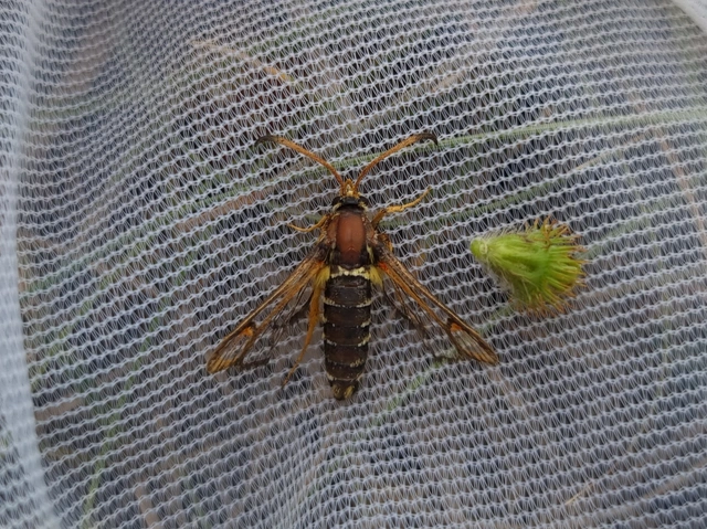Sesiidae - szitkárfélék