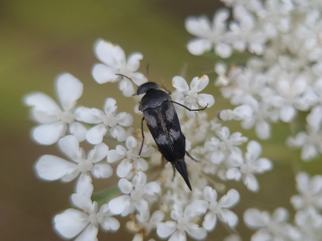 Variimorda villosa - szalagos maróka