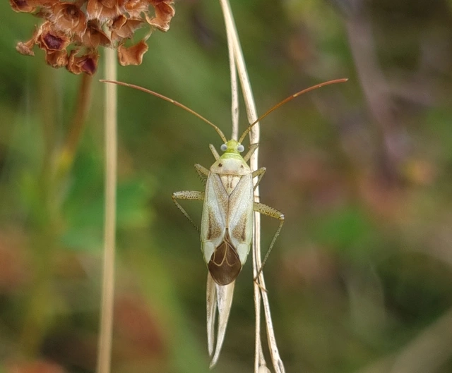 Adelphocoris lineolatus - lucernapoloska