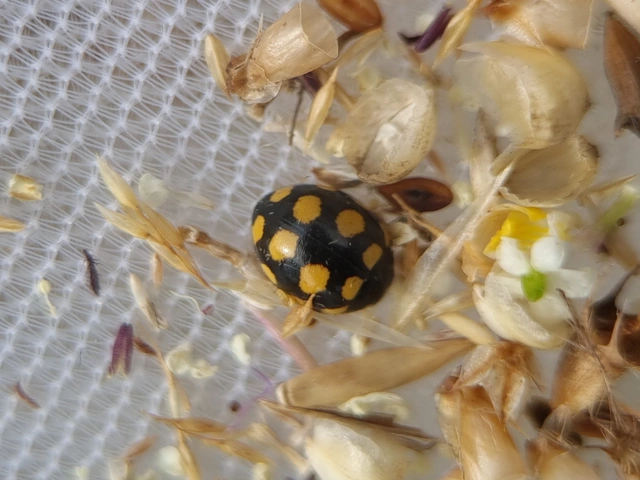 Coccinula quatuordecimpustulata - feketesárga katóka