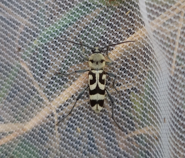 Chlorophorus varius - díszes darázscincér