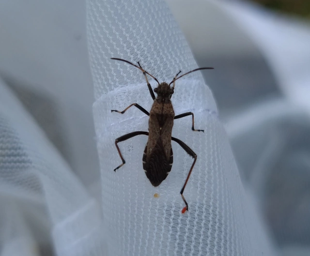 Alydus calcaratus - szőrös tövispoloska