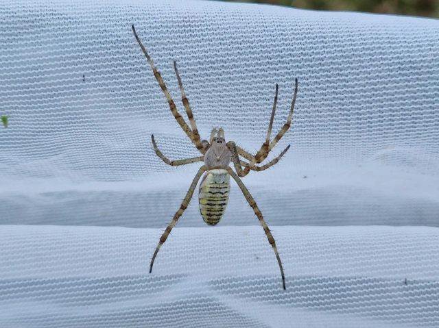 Argiope bruennichi - darázspók