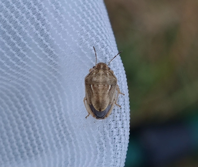 Neottiglossa leporina - sárgahasú címerespoloska Neottiglossa leporina - sárgahasú címerespoloska