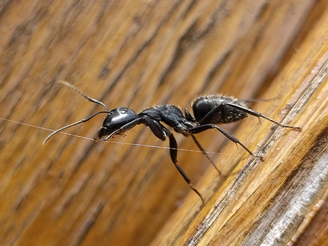 Camponotus vagus - fekete lóhangya