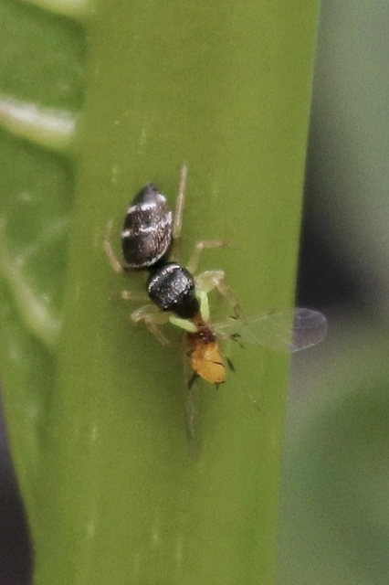 Heliophanus