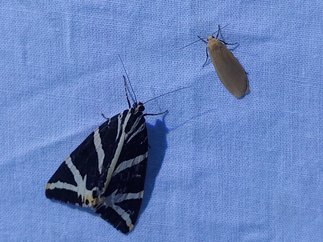Euplagia quadripunctaria - csíkos medvelepke