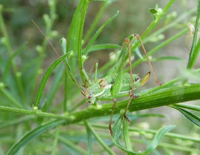 Leptophyes albovittata - közönséges virágszöcske