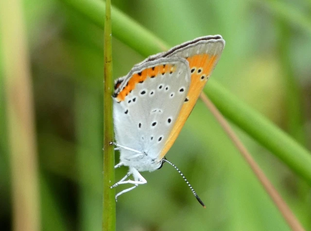 Lycaena dispar rutilus - nagy tűzlepke