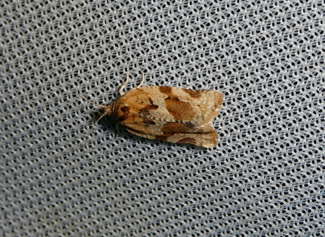 Argyrotaenia ljungiana - ékes sodrómoly