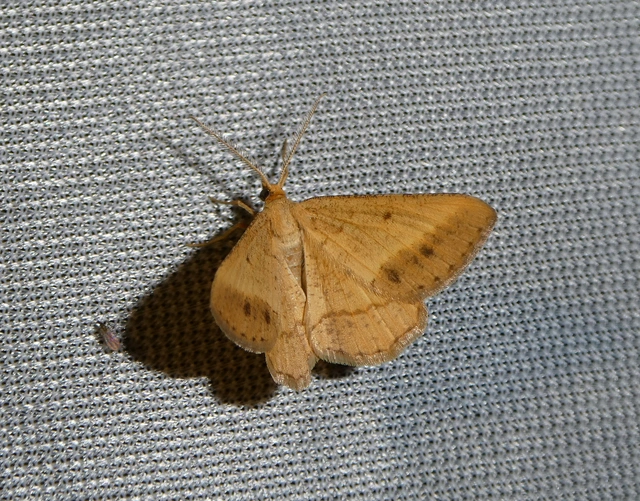 Tephrina arenacearia - lucerna-araszoló