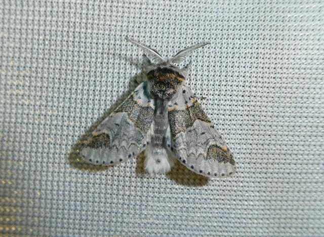 Furcula furcula - szürke púposszövő