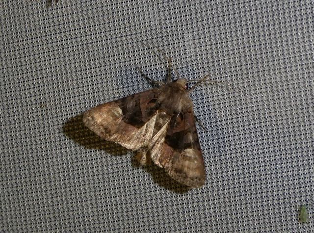 Euplexia lucipara - szeder-csipkésbagoly