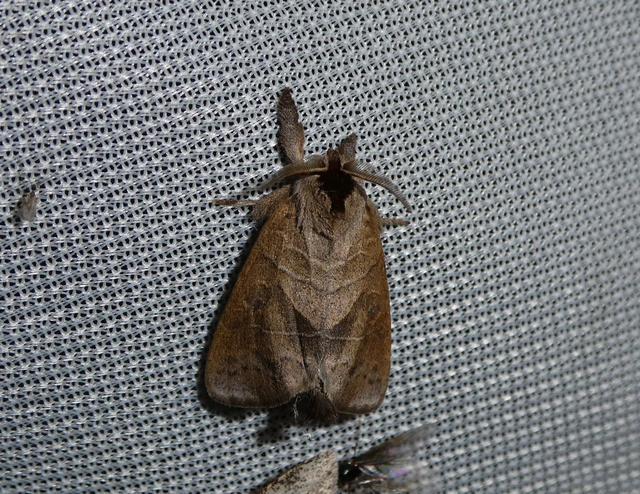 Clostera anastomosis - barna levélszövő