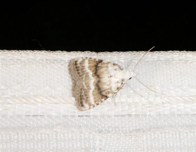 Meganola albula - fehér pamacsosszövő