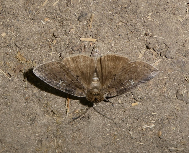 Tethea or - bélyeges pihésszövő