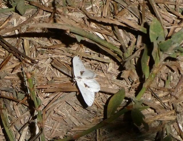 Cilix glaucata - törpe sarlósszövő